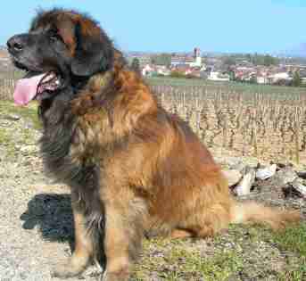Leonberger - pies wiekszy niz szczeniak